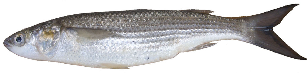 Mulet (Mugil cephalus) ? Taille max : 75 cm