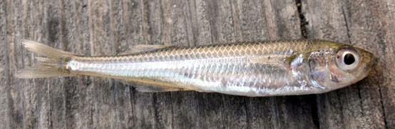 Trogue : Atherina boeri. Taille max : 20 cm