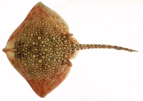 Sélaciens : Raie bouclée (Raja clavata). Taille max : 1,20 m