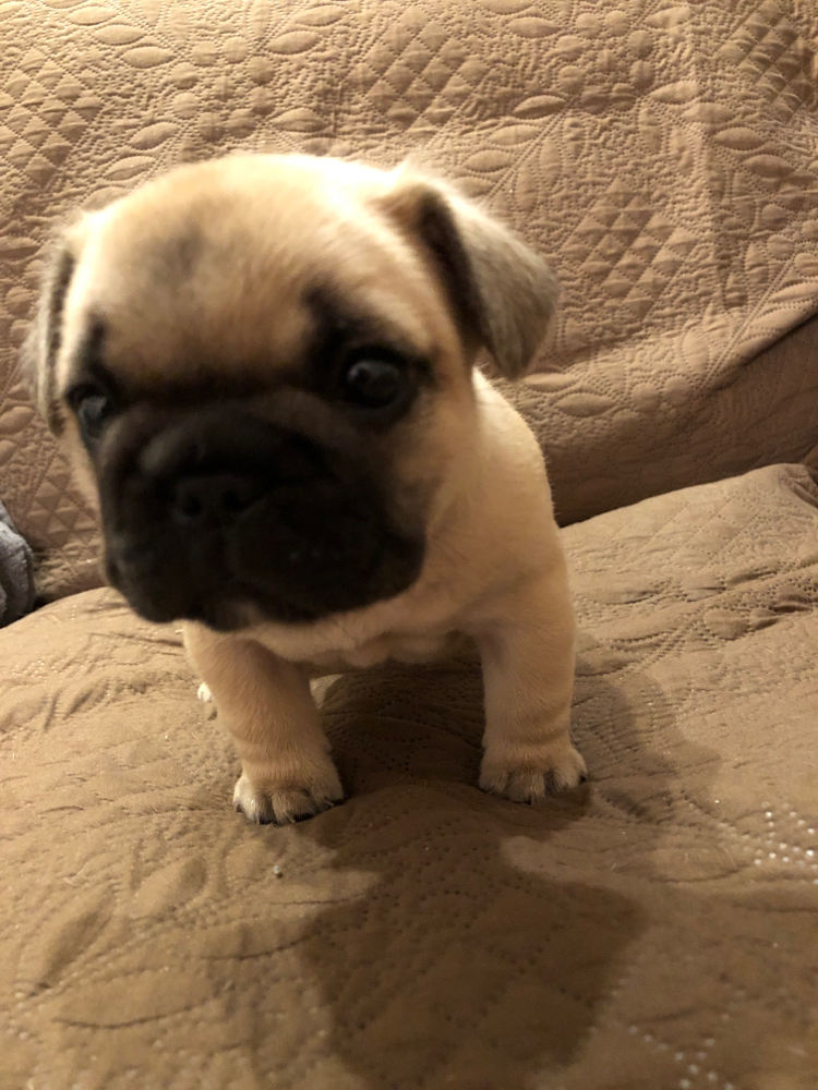ブルドッグ フレンチブルドッグ 他犬種でも子犬お探しでしたらお問い合わせ下さい お待ちしてます Wan Wan Base F ブルドック ペチャのtシャツ トリミング Dogホテル ブルドッグ フレンチブルドッグ 他犬種でも子犬お探しでしたらお問い合わせ下さい お待ちしてます Wan Wan Base F ブルドック ペチャのtシャツ トリミング Dogホテル