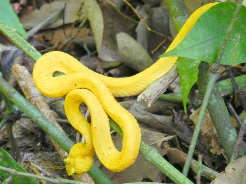 Ziemlich giftig - Greifschwanzlanzenotter oder gelbe Viper