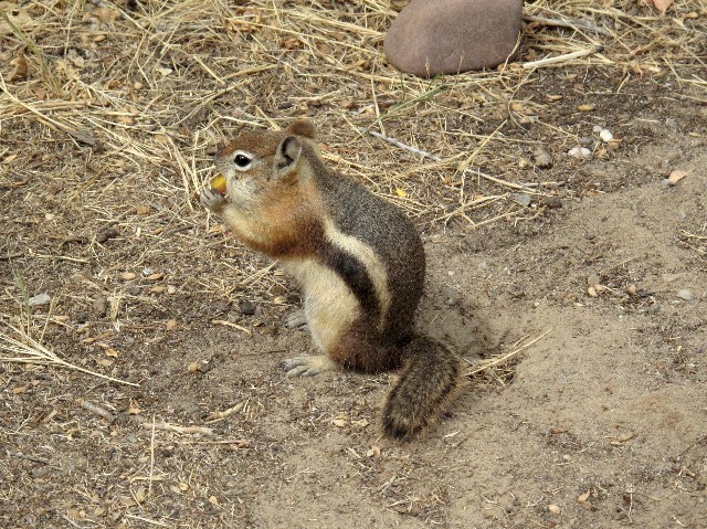 Dauergast - Backenhörnchen frühstückt mit uns