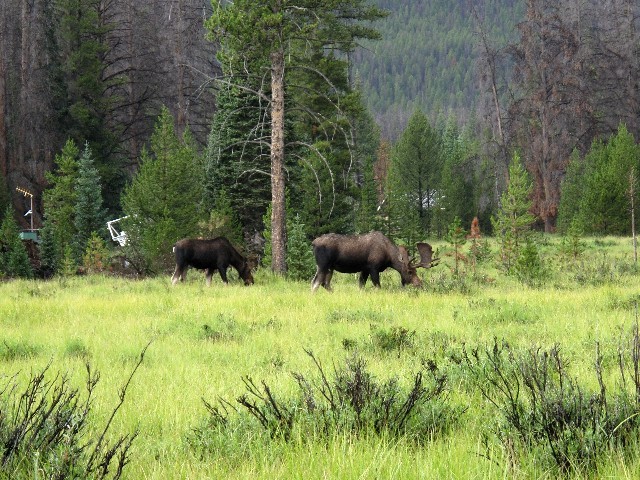 Nur mit Abstand zu genießen - Elche im Rocky Mountain National Park