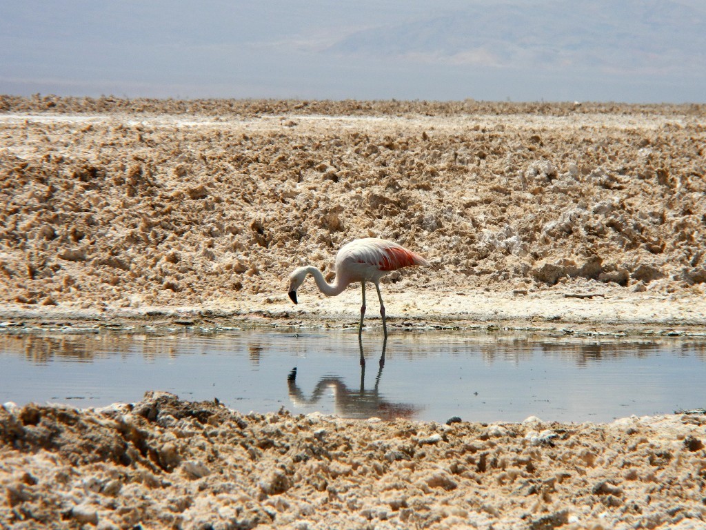 Überlebenskünstler - Flamingo in einer Salzlagune (Laguna Chaxa)