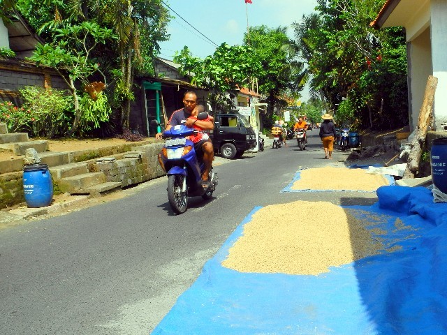 Raummangel in Ubud - Reis liegt zum Trocknen auf der Straße