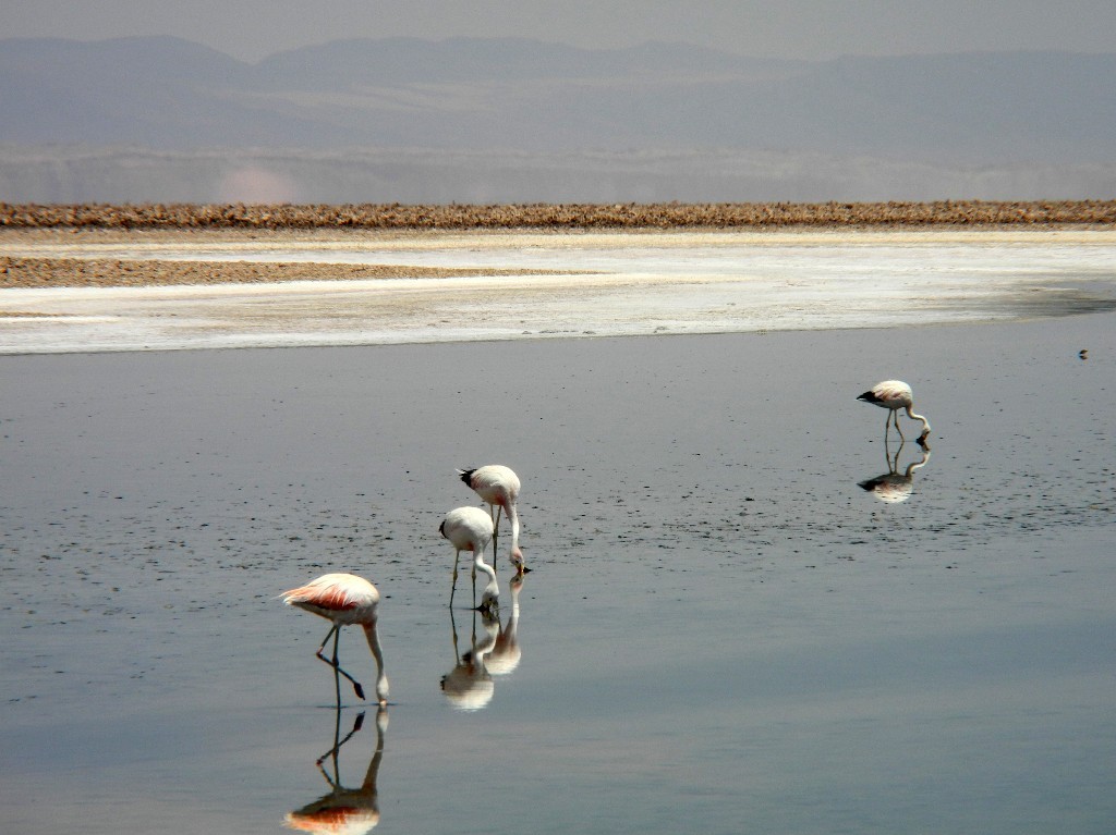 Konzentriert - Flamingos auf Nahrungssuche in der Laguna Chaxa