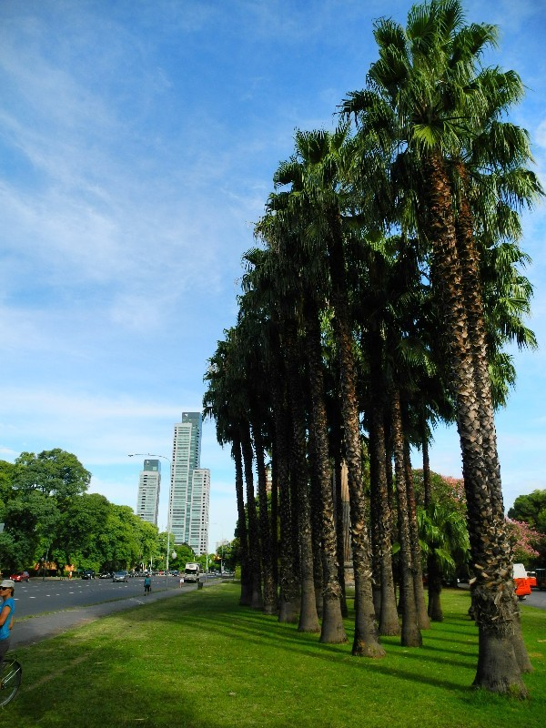 Aufgereiht - Palmen im subtropischen Buenos Aires