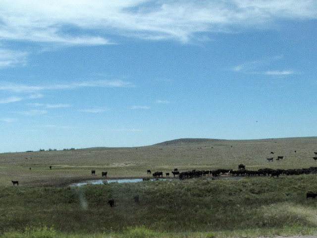 Versammlung - Seltenes Wasserloch in den Great Plains (Wyoming)