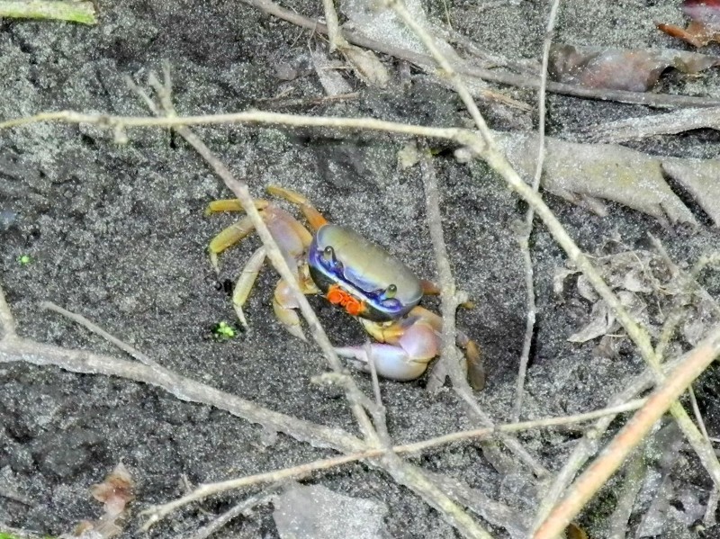 Bunte Sandkrabbe im Cahuita Nationalpark...