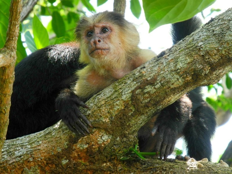 Kapuzineräffchen im Cahuita Nationalpark