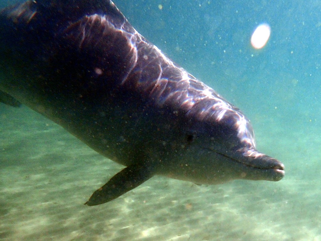 ... während ich ein inniges Erlebnis mit einem Delphin hatte