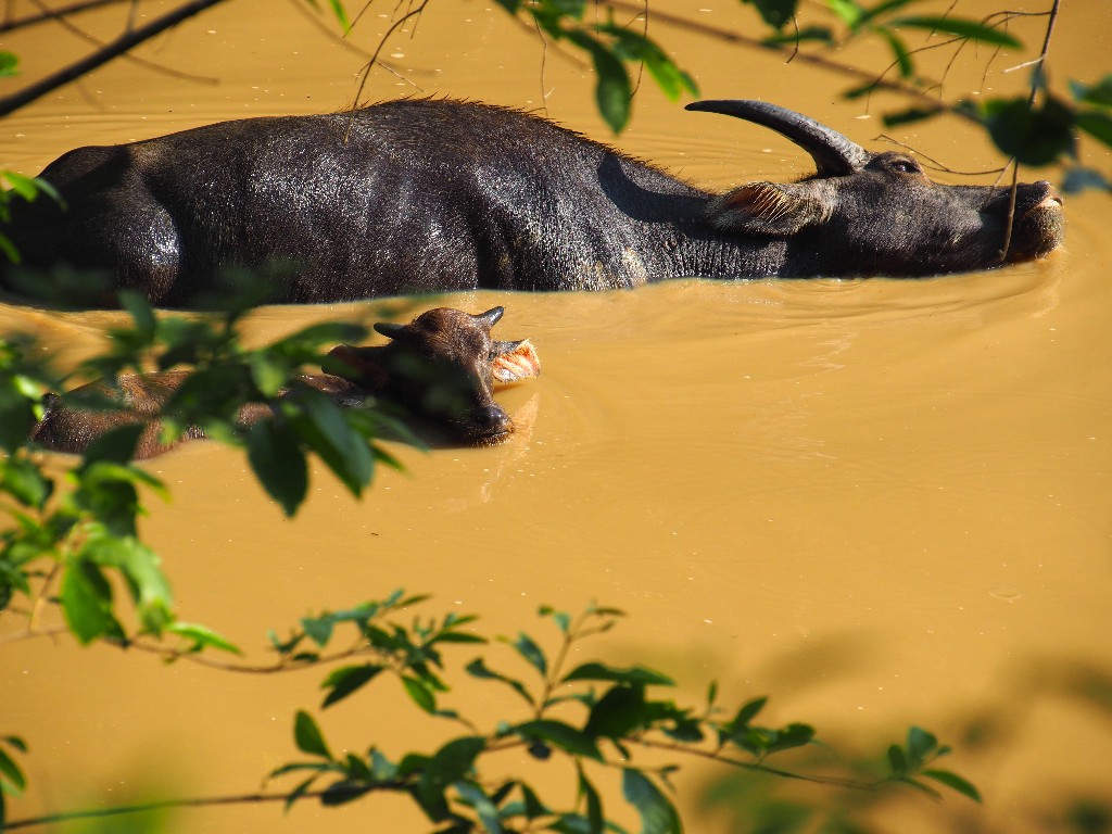 Kühlung - diese Wasserbüffel verweilten Stunden fast bewegungslos im Wasser