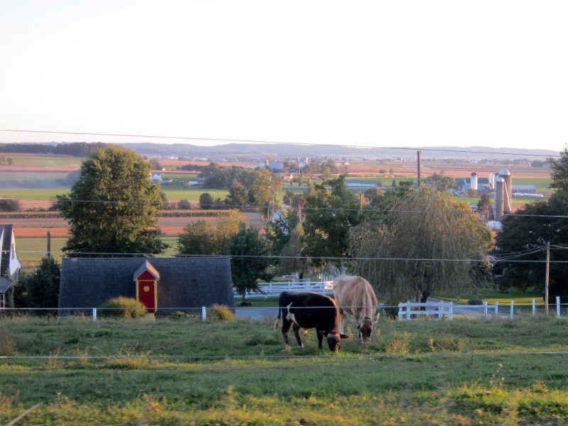 Doch nicht ohne Strom - Stromdrahtzaun um Kuhwiese