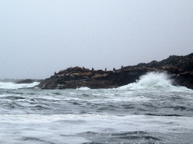 Gedrängt - Seelöwenkolonie vor Vancouver Island