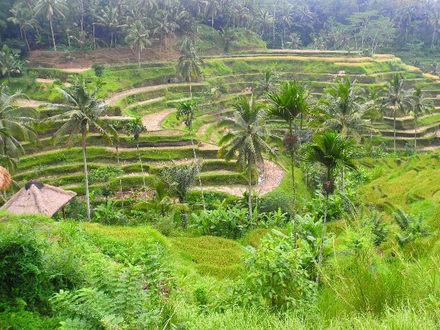 Für Touristen? - Reisterrassen bei Ubud