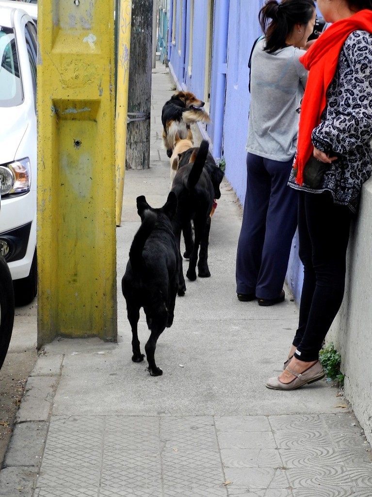 Auf Streifzug - Hundegang in Valparaiso