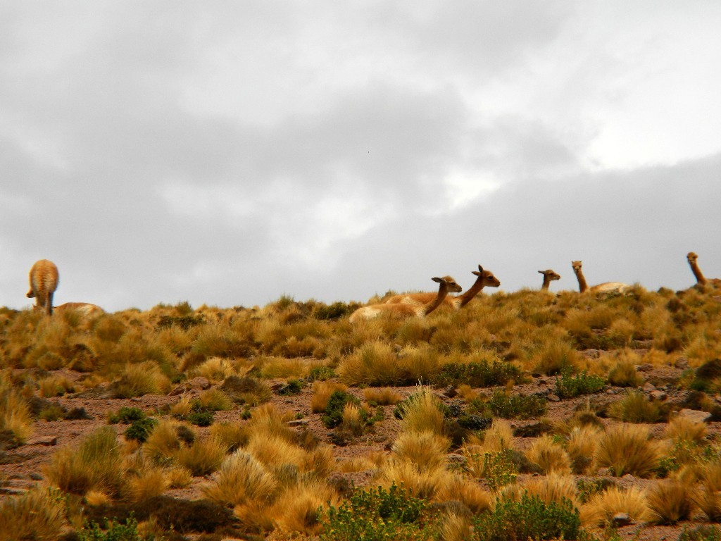 Wildform der Alpakas - Vicunaherde auf dem Altiplano
