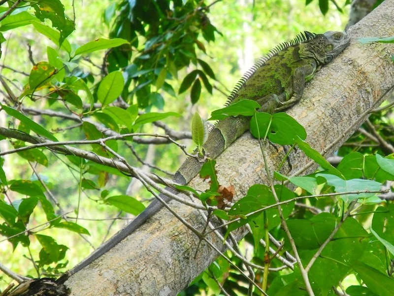 Im Cahuita Nationalpark sahen wir nicht nur Leguane,...