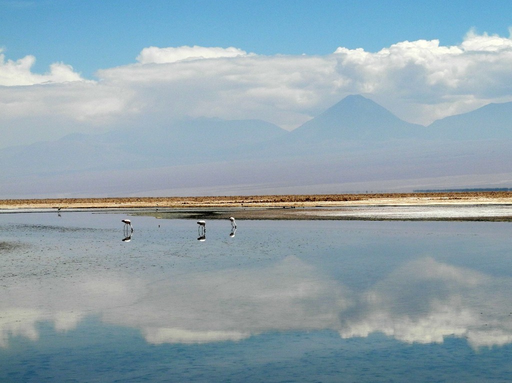 Friedlich - Spiegelungen in der Laguna Chaxa