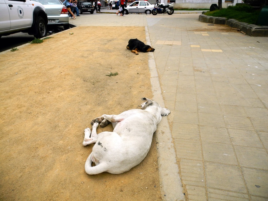 Schlafplatz - Überall schlafende Hunde (bitte nicht wecken)