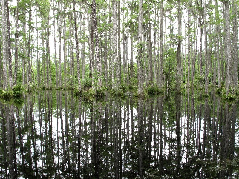 Sumpfig - Im Cypress Garden lauern Alligatoren