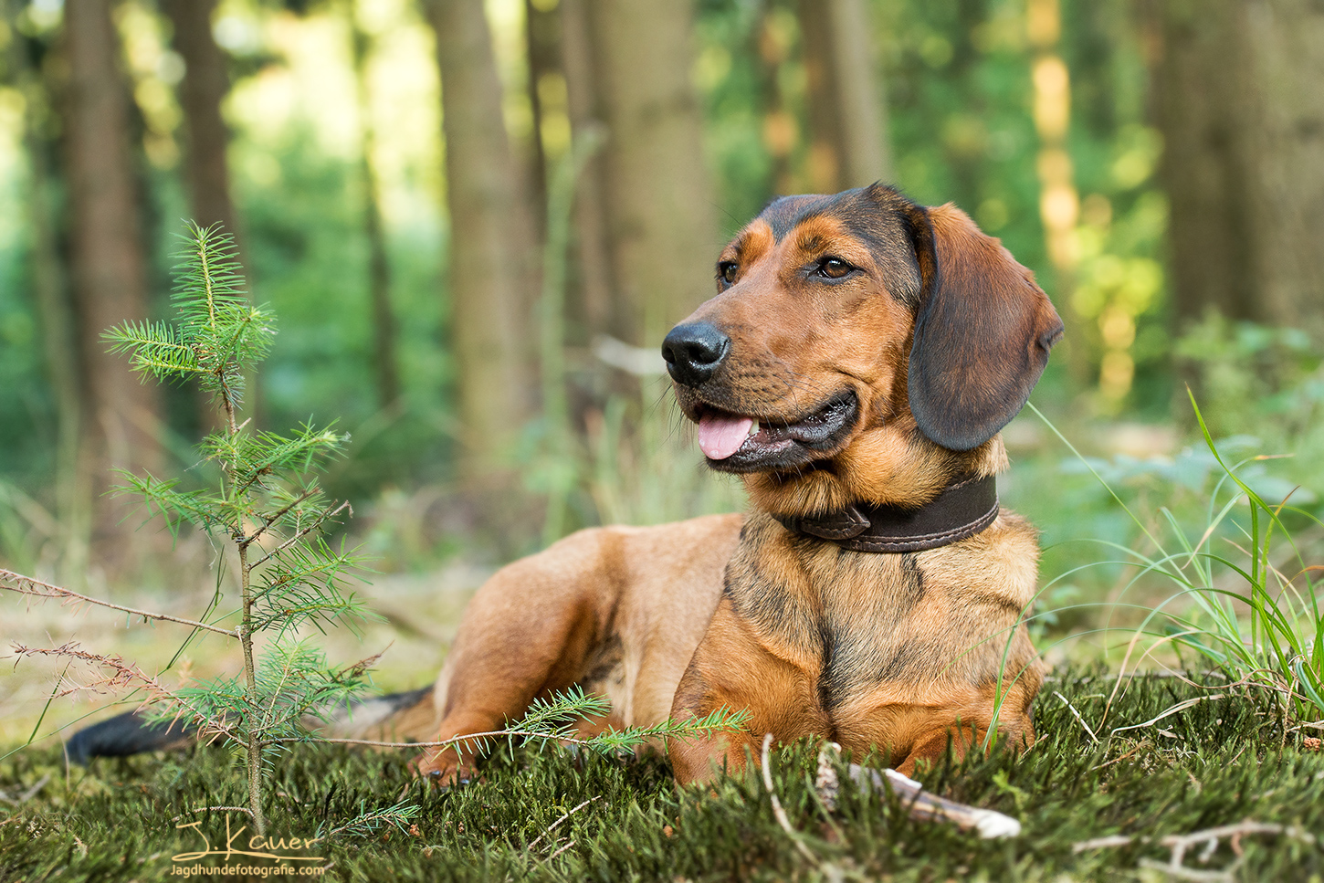 Alpenl ndische Dachsbracke Julia Kauer Jagdhunde Fotografie alpenl-ndische-dachsbracke-julia-kauer-jagdhunde-fotografie