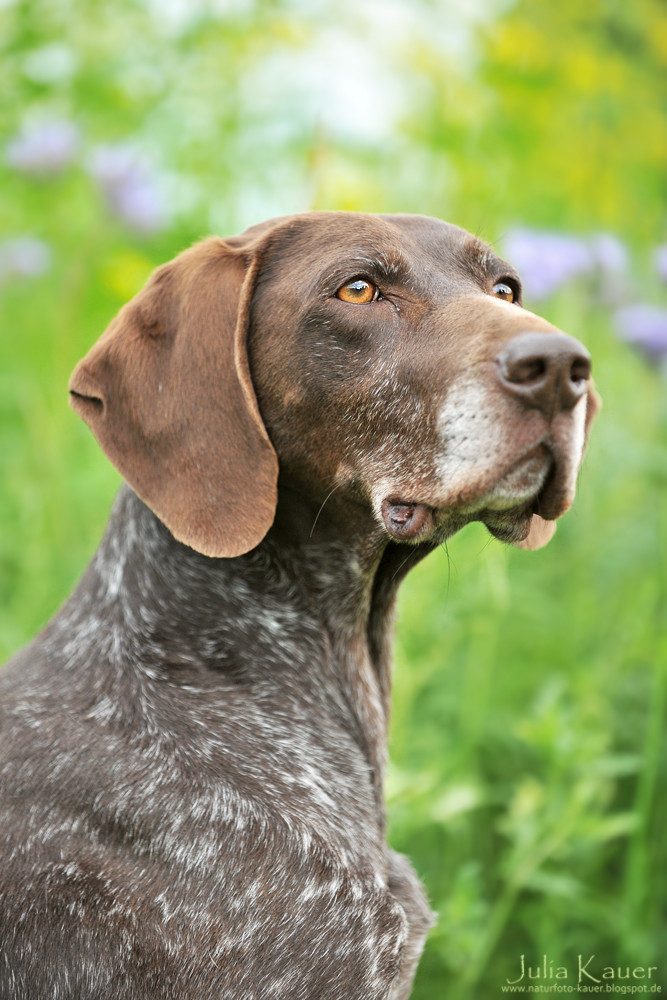 wallpapers Labrador Deutsch Kurzhaar Mix Welpen