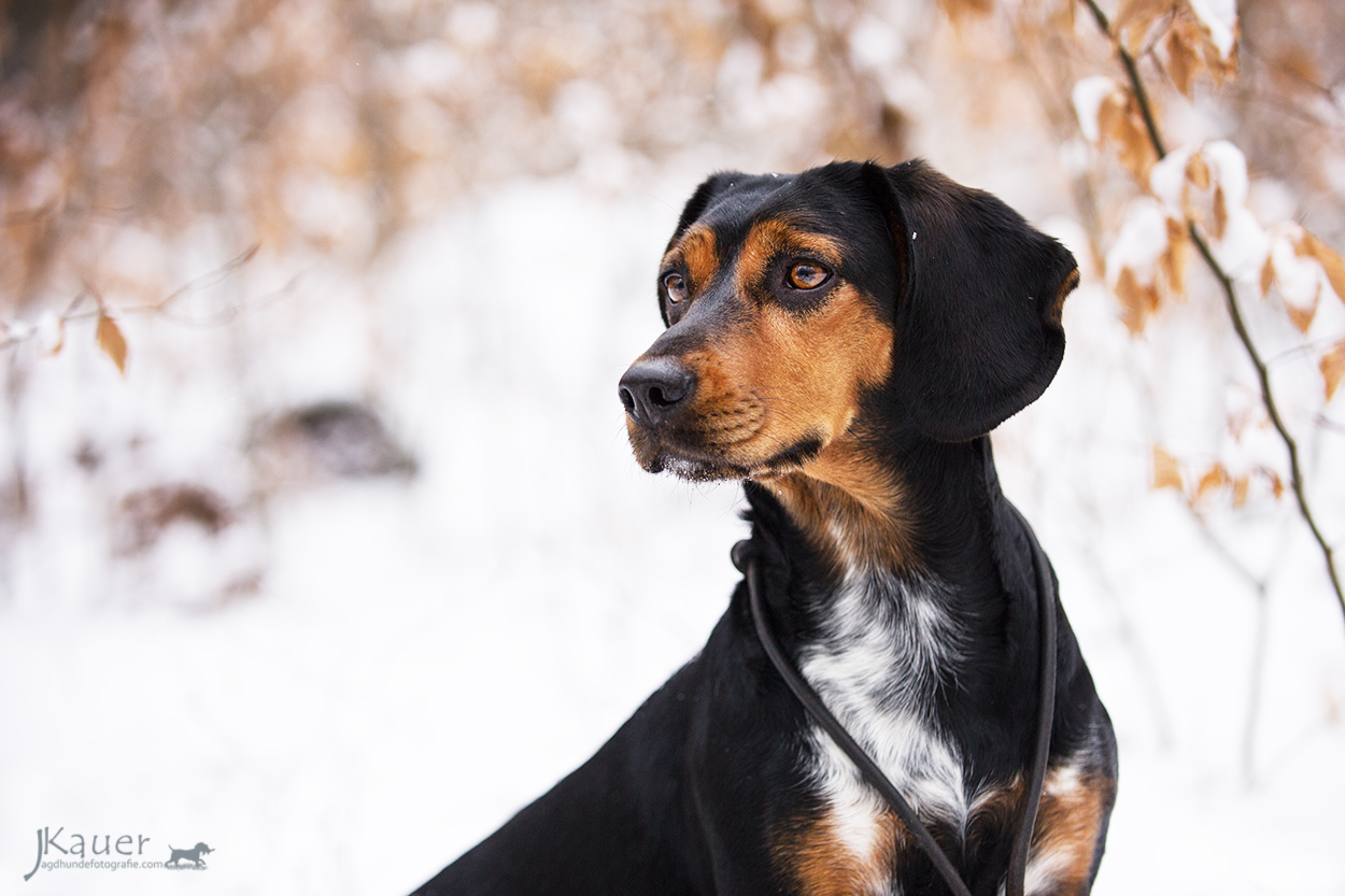 Tiroler Bracke - julia kauer jagdhunde fotografie