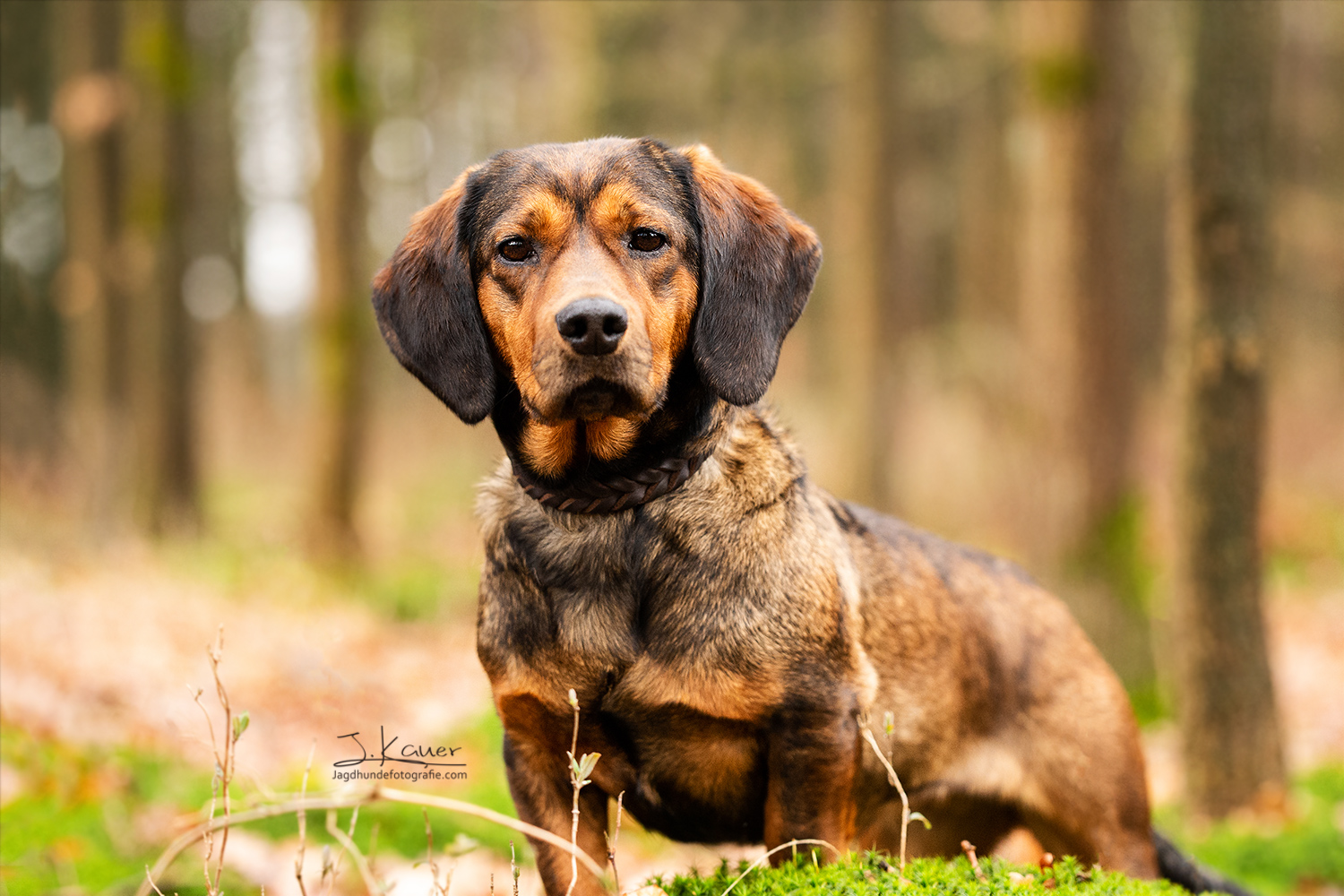 Alpenl ndische Dachsbracke Julia Kauer Jagdhunde Fotografie alpenl-ndische-dachsbracke-julia-kauer-jagdhunde-fotografie