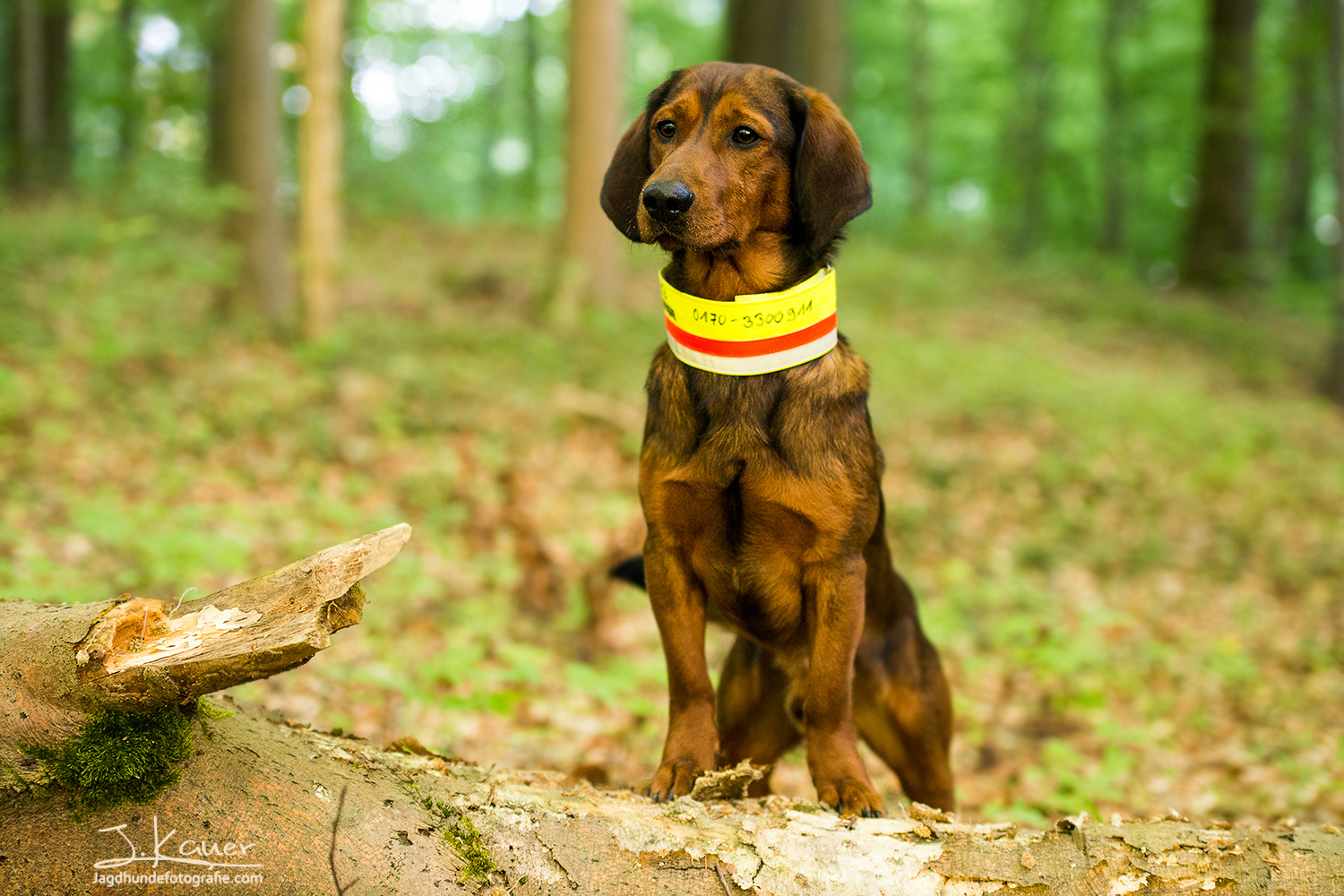Alpenl ndische Dachsbracke Julia Kauer Jagdhunde Fotografie alpenl-ndische-dachsbracke-julia-kauer-jagdhunde-fotografie