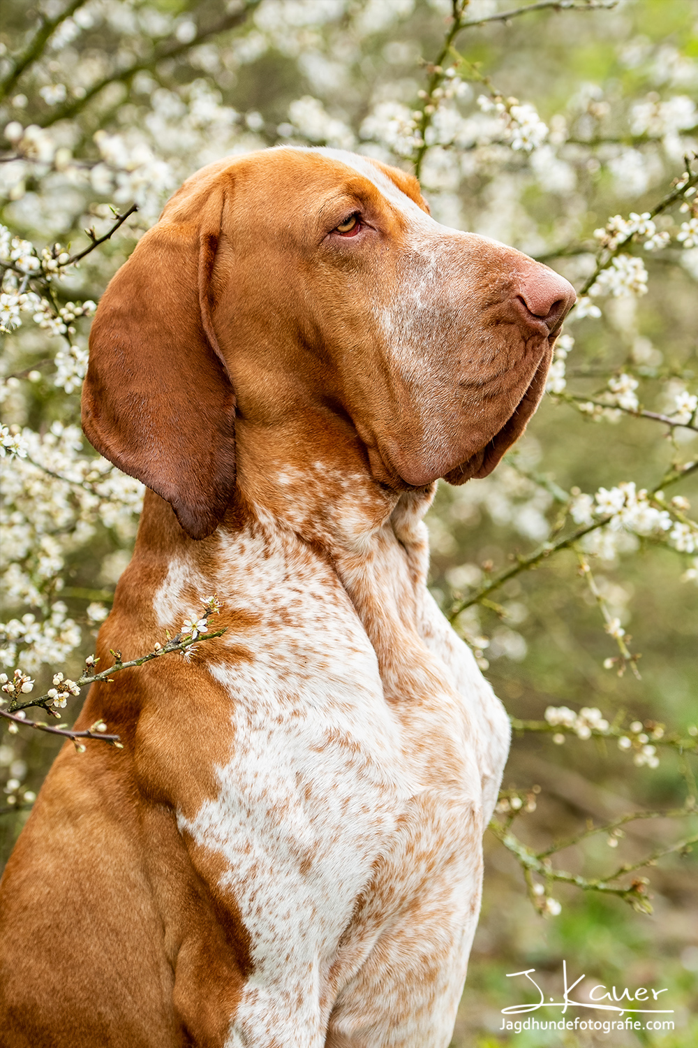 Bracco Italiano - julia kauer jagdhunde fotografie