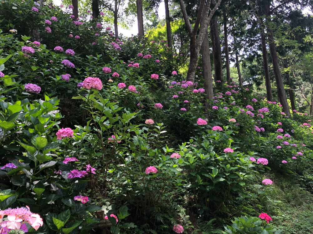 紀南 あじさい曼荼羅園 和歌山 田辺 珈琲館サバ 紀南 あじさい曼荼羅園 和歌山 田辺 珈琲館サバ