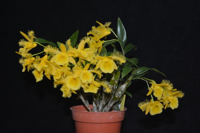Dendrobium harveyanum