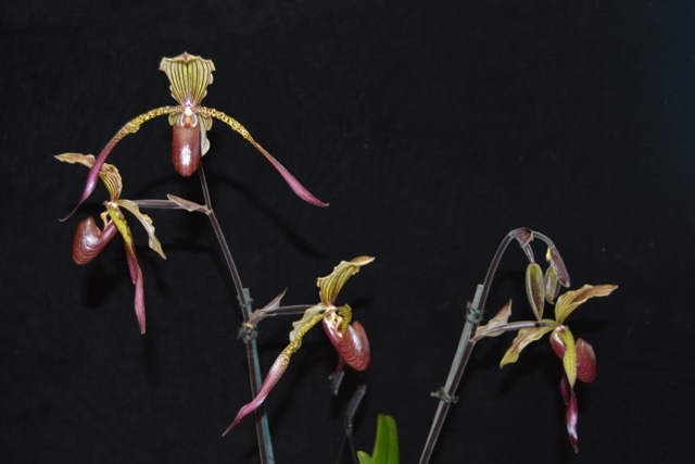 Paphiopedilum Julius 