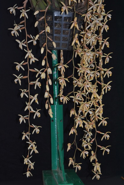 Coelogyne velutina