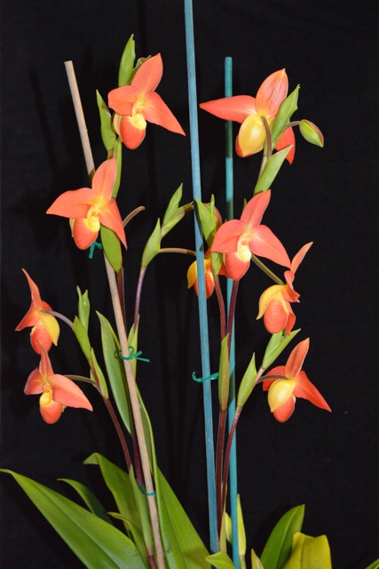 Phragmipedium Don Wimber