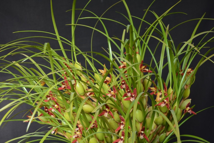 Maxillaria tenufolia