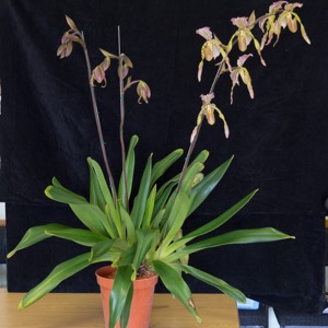Paphiopedilum (Name to be confirmed)