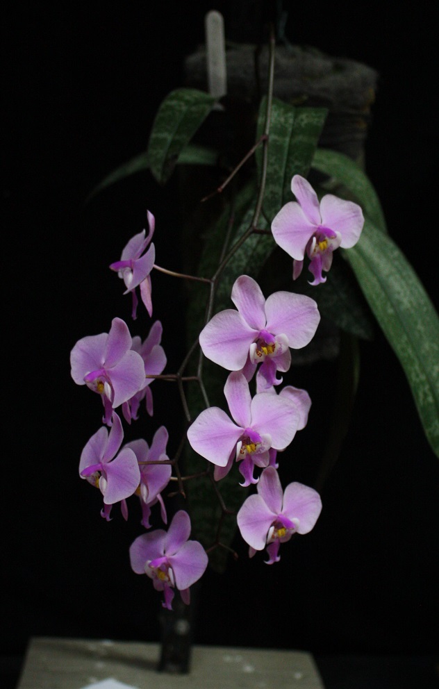 Phalaenopsis schilleriana
