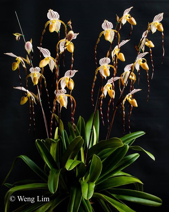 Paphiopedilum Mount Toro ‘Watling Hall’ AM/RHS, CCC/RHS