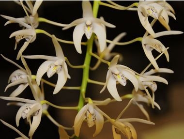 Dendrobium speciosum