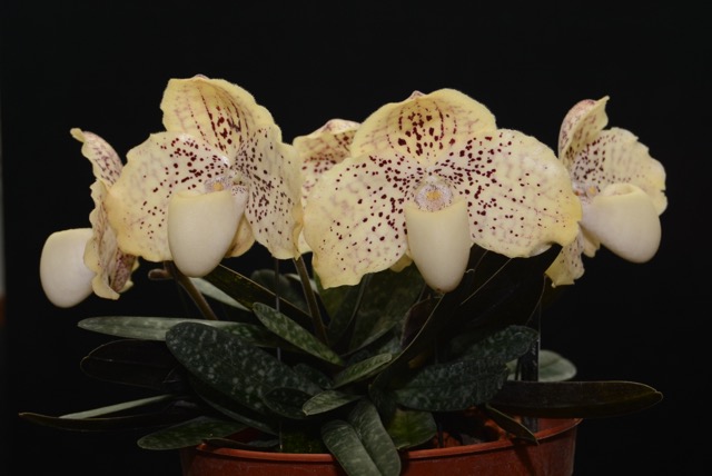 Phaphiopedilum leucochilum