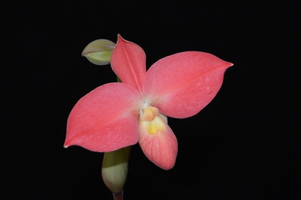Phragmipedium Kovachii Hybrid Fritz Schomburg