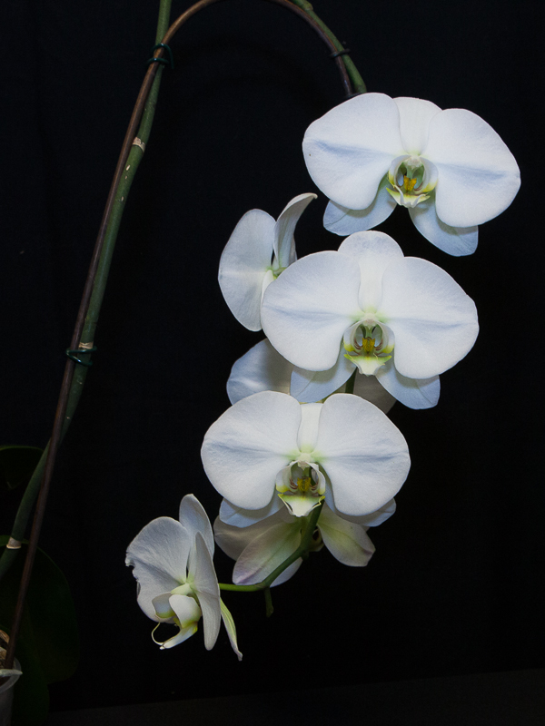 Phalaenopsis hybrid