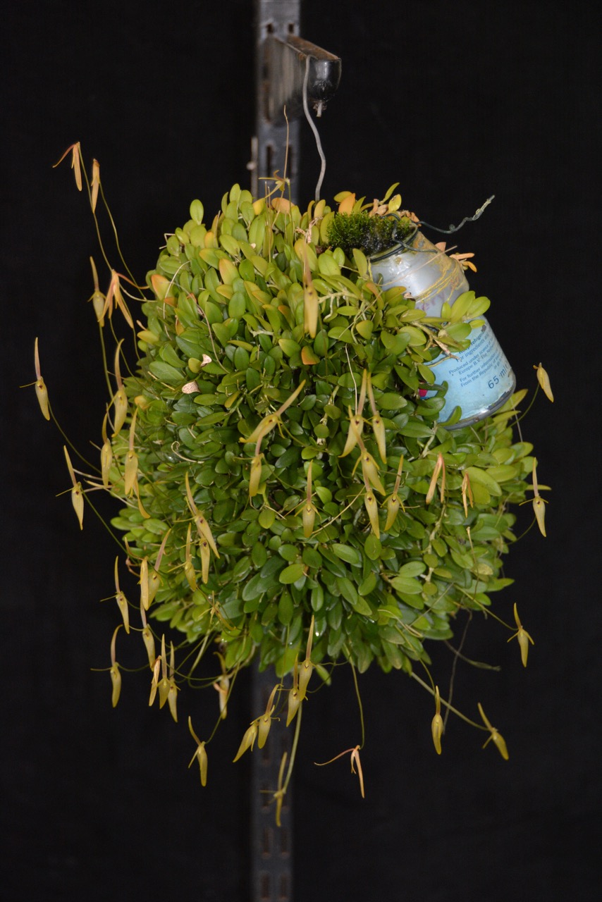 Barbosella Australis