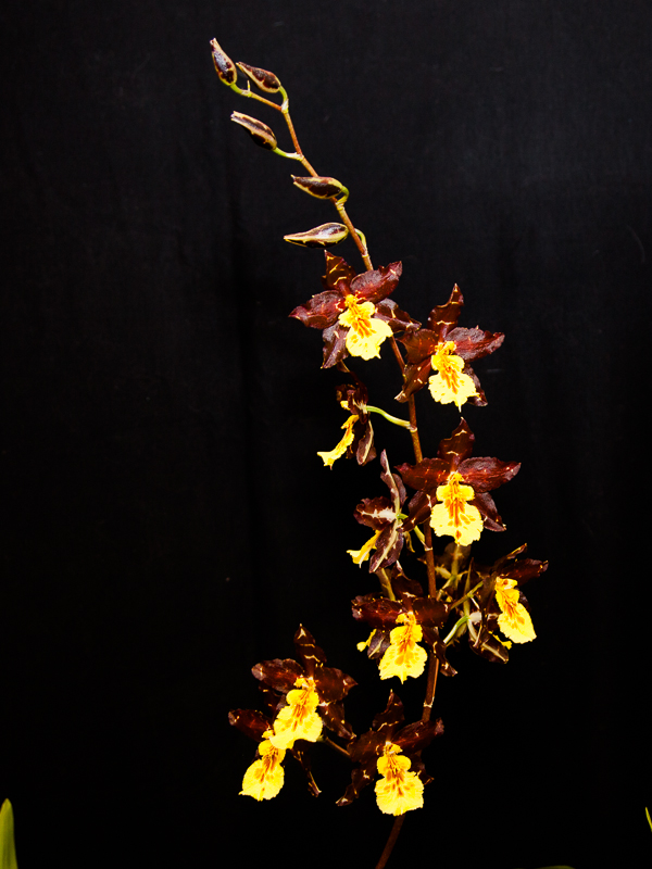 Odontocidium Russiker Tiger 
