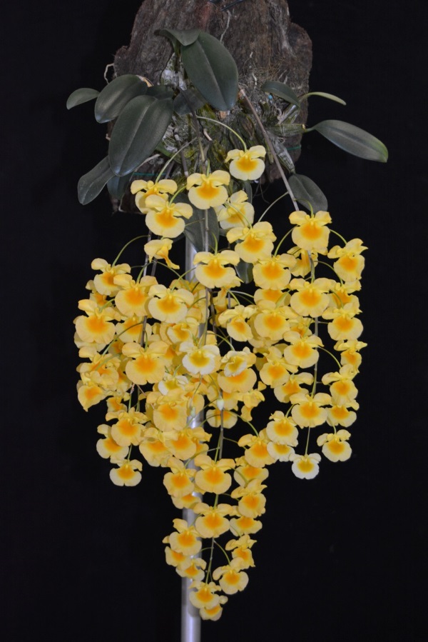 Dendrobium aggregatum