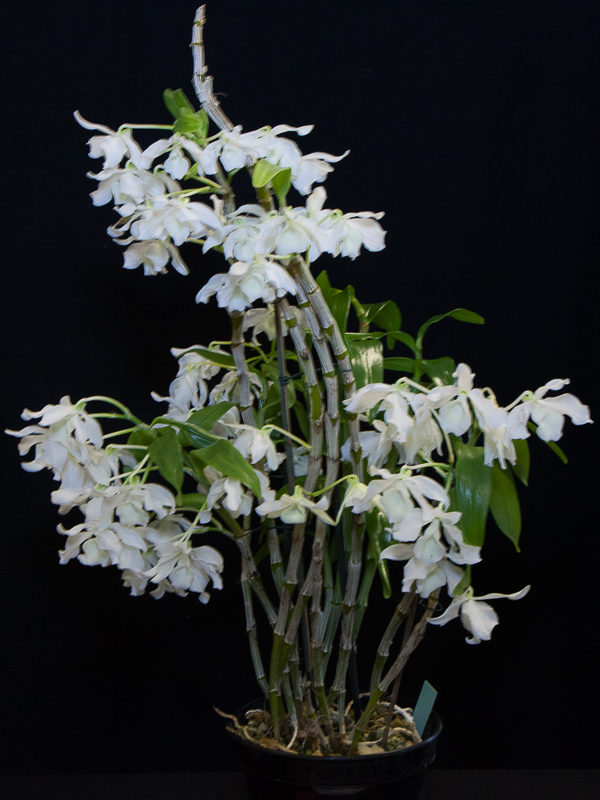 Dendrobium virginale