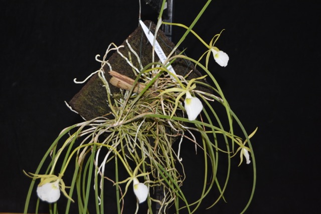 Brassavola fragrans