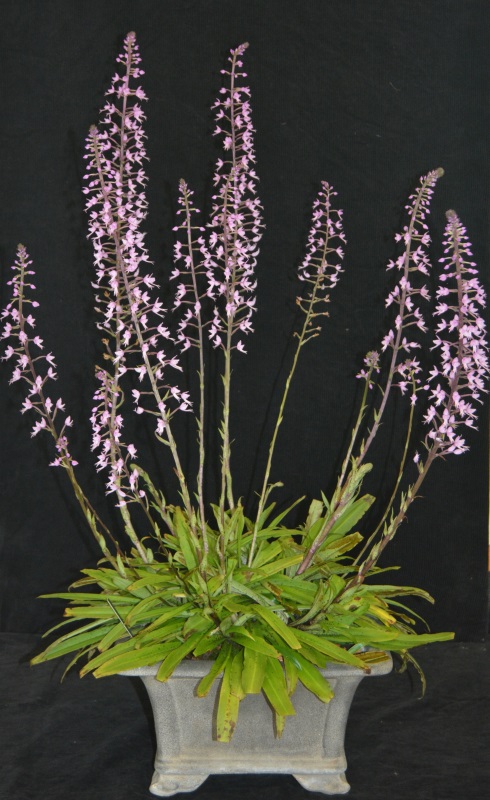 Stenoglottis fimbriata